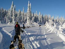 Nordeuropa, Finnland: Huskywoche mit Grnlandhuskys - Mit dem Hundeschlitten durch die verschneite Winterlandschaft Finnisch-Lapplands